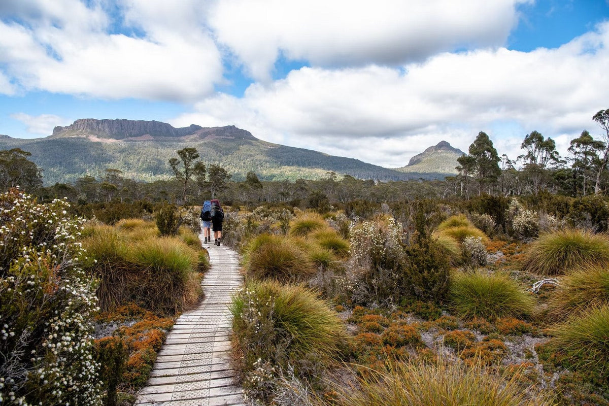 Two hikers walking along a boardwalk surrounded by lush native plants.