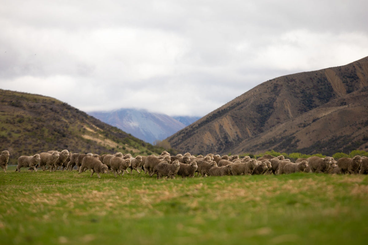 Responsible wool