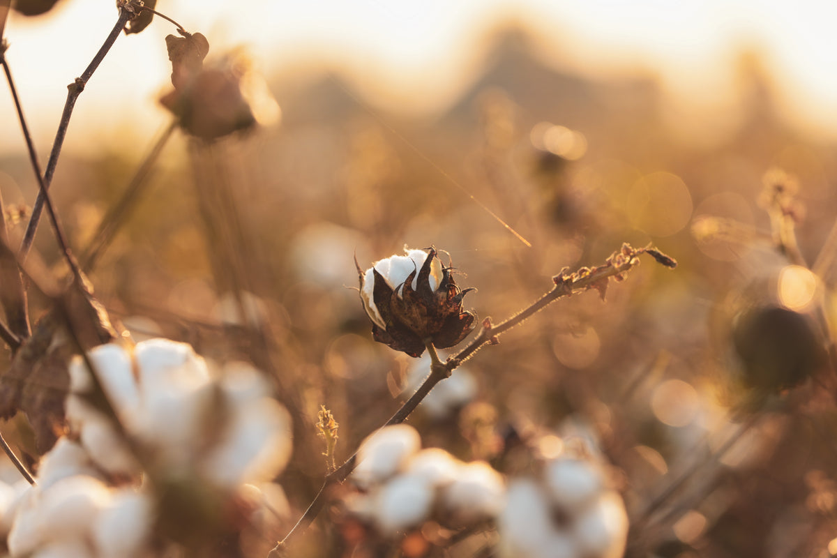 Better Cotton