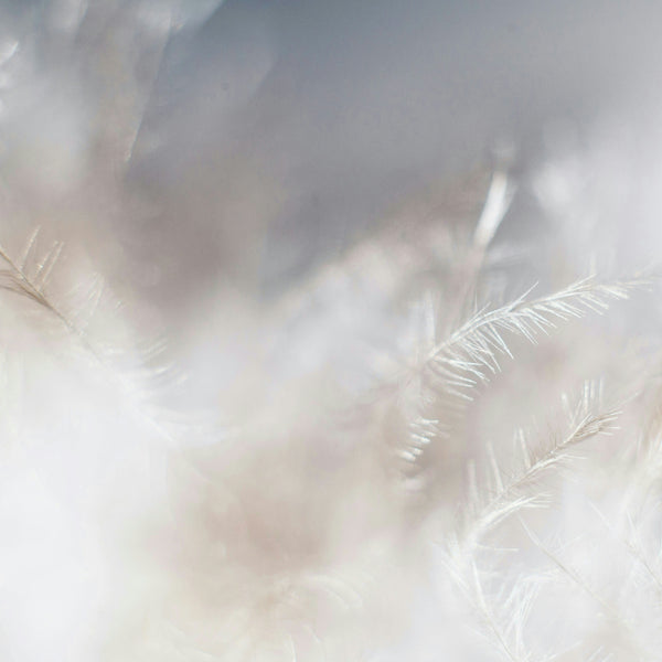 Responsible Down Standards (RDS)