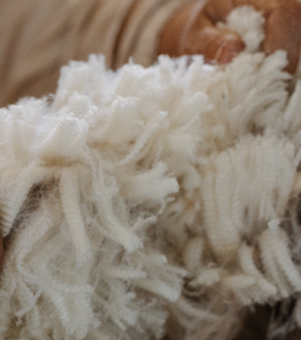 Responsible Wool Standards (RWS)